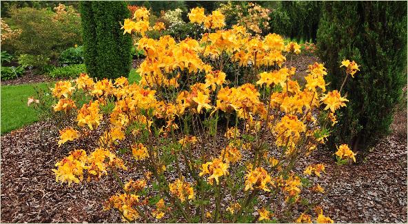 Rhododendron calendulaceum habitus foto