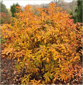 Rhododendron calendulaceum herfstkleuren habitus foto