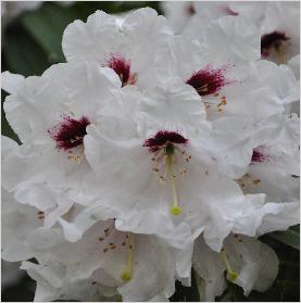 RhododendronCalfortCloseupVNN