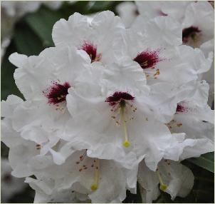 Rhododendron 'Calfort' Closeup VNN