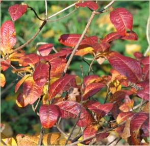 Rhododendron 'Cannons Double' Knaphill Exbury azalea herfstkleurenVNN