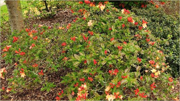 Rhododendron 'Cannons Double' habitus Knap Hill Exbury