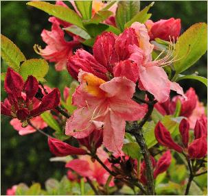 Rhododendron 'Cecile' closeup bloem KnapHill Exbury Azalea