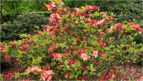 RhododendronCecilehabitusfoto
