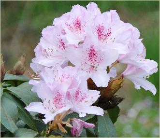 Rhododendron 'Cheer'