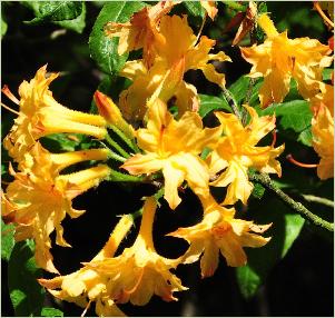 Rhododendronchromatella3