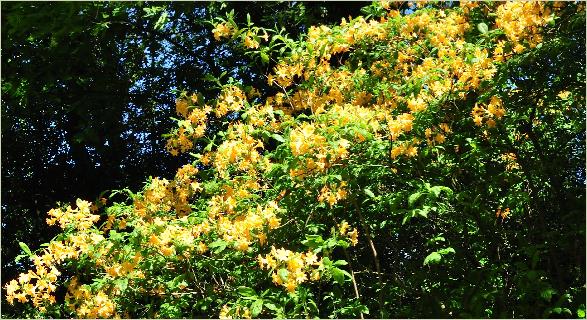 Rhododendron chromatella