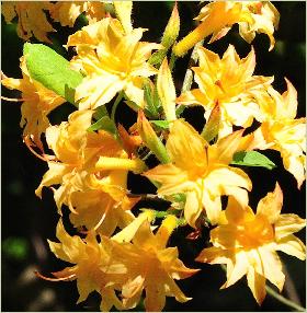 Rhododendron chromatella closeup