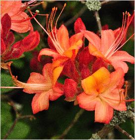 RhododendronCoccineaGrandiflorabloemencloseupvn