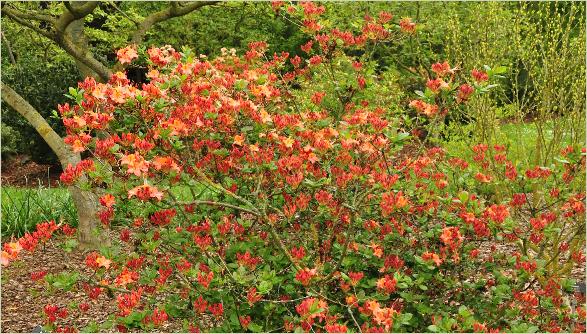 Rhododendron 'Coccinea Grandiflora' Habitus Harde Gentse Azalea