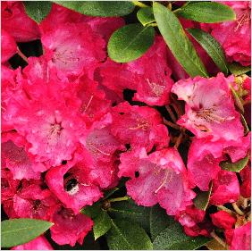 Rhododendron 'Cornelia' R.Yakushimanumhybride