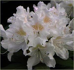 Rhododendron 'Cunningham's White'