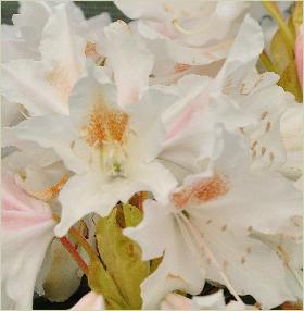 Rhododendron 'Cunningham's White'