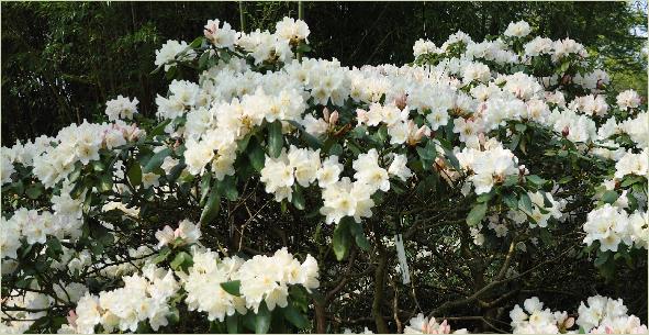 Rhododendron 'Dairy Maid ' global view , habitus