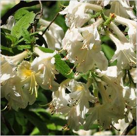 Rhododendron 'Daviesi'
