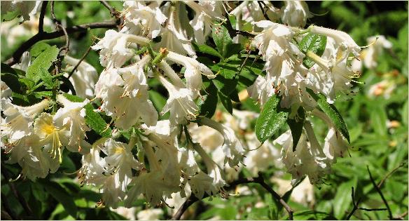 Rhododendron 'Daviesi'