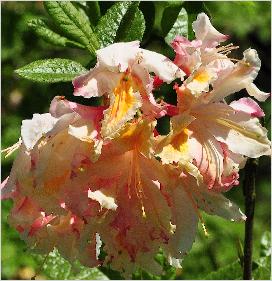 Rhododendron 'Delicatissima' Occidentalis Azalea closeup bloem vn