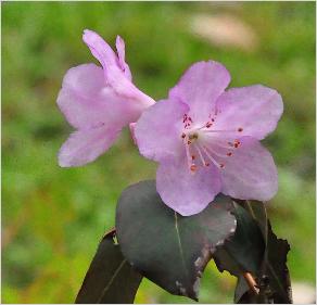 Rhododendron desquamatum flowers