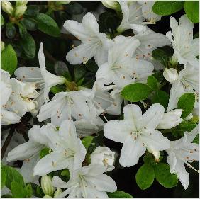 Rhododendron 'Diamond Wit' japanse azalea bloemen