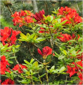 Rhododendron 'Diorama' habitusfoto Azalea viscosahybride 2