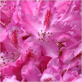 Rhododendron 'Etoile de Sleidinge 2
