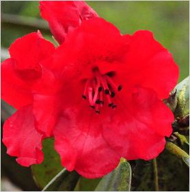 Rhododendron 'Etty Burrows' x R Marie de Montague 