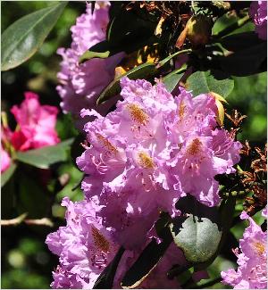 RhododendronEverestianumflowers