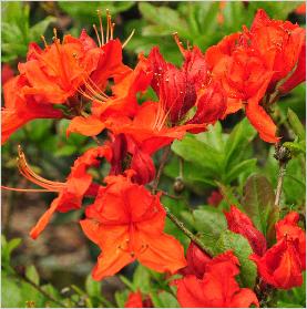 Rhododendron 'Fanal'bloemen foto