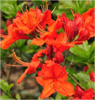 RhododendronFanalbloemenfoto