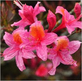 Rhododendron'Fanny' harde gentse closeup bloem vnnn