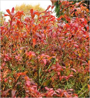 RhododendronFannyherfstkleuren