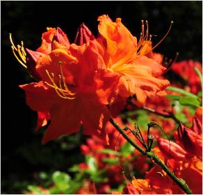 RhododendronFireglowKnapHillExburyazalea