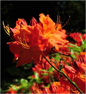 RhododendronFireglowKnapHillExburyazalea