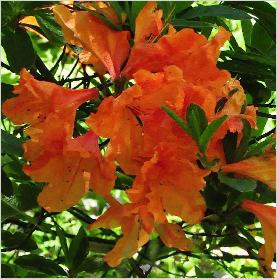 Rhododendron 'Floradora' mollis Azalea