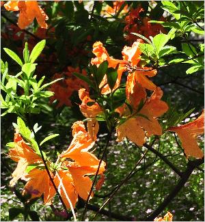 RhododendronFloradoramollisazaleahabitus1