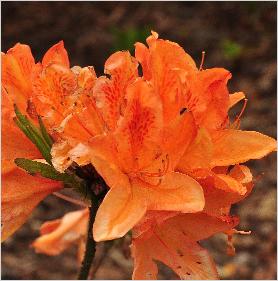 Rhododendron 'Frans van der Bom ' mollisazalea bloem closeup