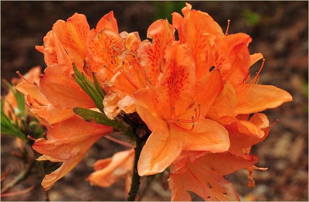 RhododendronFransvanderBommollisazaleabloemcloseup