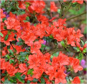 Rhododendron 'Fridolina' bloemen japanse azalea