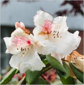 Rhododendron 'Gartendirector Rieger ' kruising R.Adriaan Koster x R.williamsianum