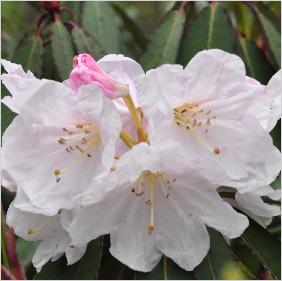Rhododendron glaucophyllum f lowercloseup2