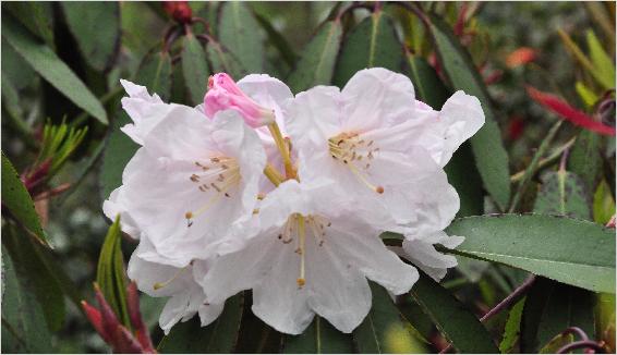 Rhododendron glaucophyllum flower closeup 2