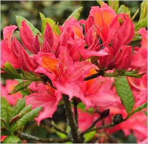 Rhododendron 'Gloire de Belgique 'Harde Gentse azalea vn