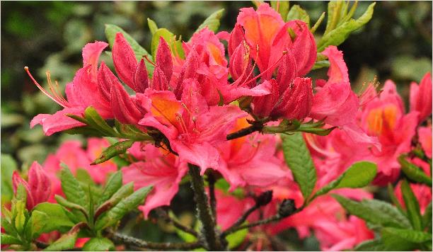 Rhododendron 'Gloire de Belgique' Harde Gentse azalea closeup bloemen