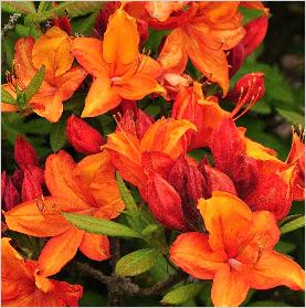 Rhododendron 'Golden Eagle' Knaphill Exbury azalea - bloem