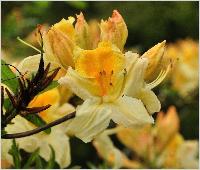 RhododendronGoldenSunsetMollisazaleabloemcloseupvn
