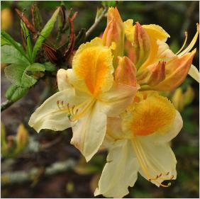 Rhododendron 'Golden Sunset' Mollis azalea closeup bloem vnnn