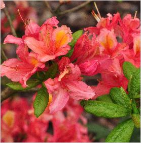 Rhododendron 'GoldenTorch' hybride R.Bambi x R.Grosclaude x griersonianum 2