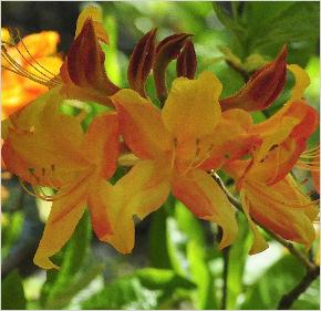 Rhododendron 'Goldlack' bloemen hybride Gentse azalea