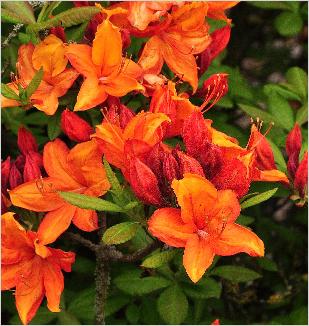 Rhododendron 'Golden Eagle' bloemen foto Knaphill-Exbury-azalea