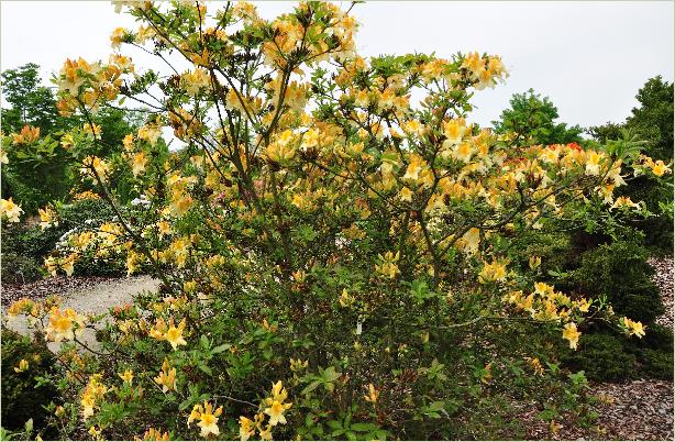 RhododendronGoldenSunsetMollisazaleahabitusfoto